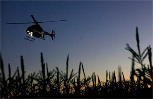 Helicopter flies over Florida cornfield