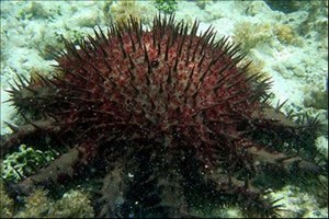 crown-of-thorns-starfish