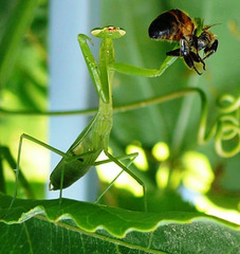 bee-mantis