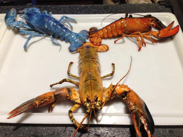 colored-lobsters