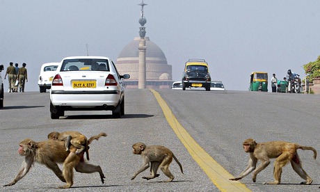 Monkeys cross the road in front of India's Parliament