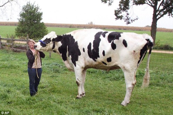 Tallest_cow