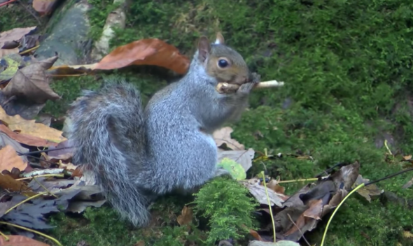 squirrel-plays-flute