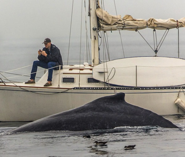 man-texting_whale