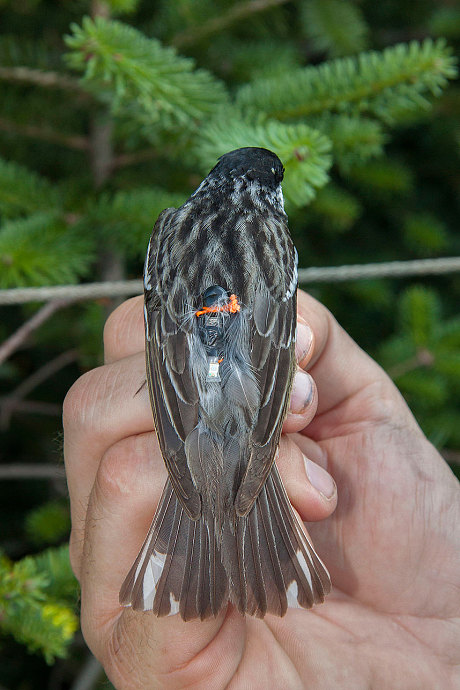 A blackpoll warbler fitted with a miniaturized light-sensing geolocator.
