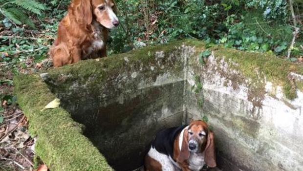 A basset hound named Phoebe is trapped in a cistern in Washington state. (Amy Carey/VIPP) 