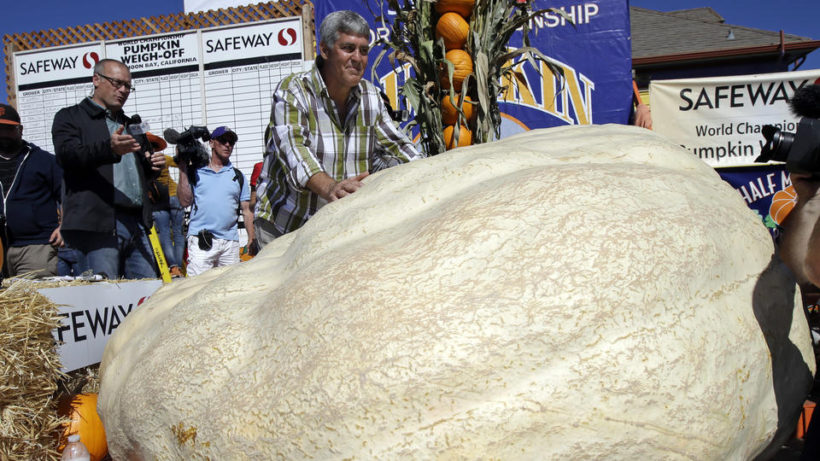 Steve Daletas, center, of Pleasant Hill, Ore. poses for photos with his his pumpkin, which weighed in at 1969 pounds to win the Annual Safeway World Championship Pumpkin Weigh-Off Monday, Oct. 12, 2015, in Half Moon Bay, Calif. (AP Photo/Marcio Jose Sanchez) 
