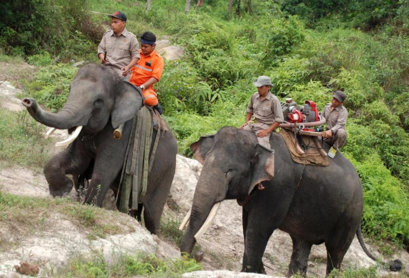 In this Tuesday, Nov. 10, 2015 photo, forestry officials ride on the back of elephants laden with hoses and a water pump as they patrol an area affected by forest fire in Siak, Riau province, Indonesia. Officials in Indonesia are using trained elephants to carry water pumps and other equipments to help patrol burned areas in the national forest to ensure that fires don't reappear after smoldering beneath the peat lands. (AP Photo/Rony Muharrman)