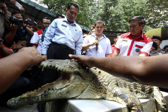 An Indonesian Narcotics Board official visits a crocodile farm in Medan, North Sumatra, on Nov. 11. 