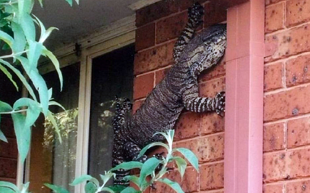 A five-foot goanna climbing across the side of Eric Holland's house in Australia
