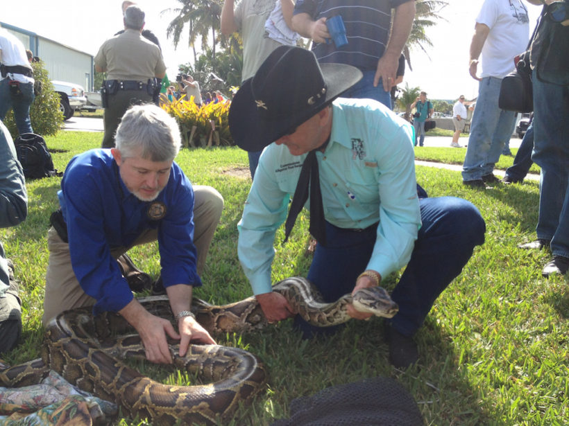 Florida Fish and Wildlife Conservation Commission Executive Director Nick Wiley (left) and Commissioner Ron Bergeron with a python. (Photo: Carli Segelson) The Burmese python isn't venomous, but the non-native species is destroying the native wildlife in Florida's Everglades. 