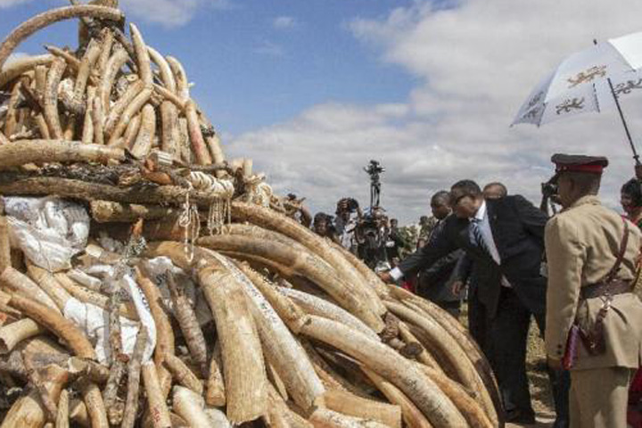 Malawian President Peter Mutharika preparing to set alight a pile of elephant ivory tusks smuggled from Tanzania March 14, 2016. (Photo: AFP) 