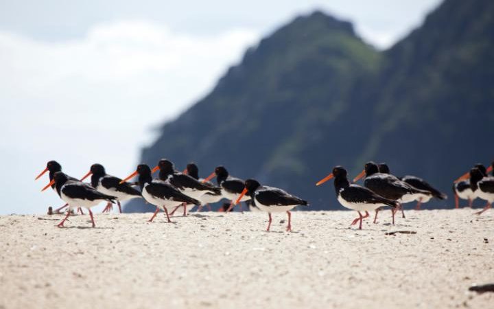 Oystercatcher birds on the beach (Photo: ALAMY)