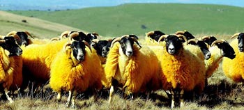 orange sheep