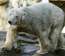 Polar Bear Knut