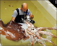 Colossal squid