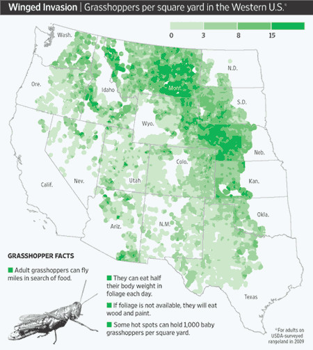 Grasshoppers per square yard in west
