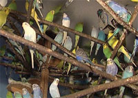 parakeets