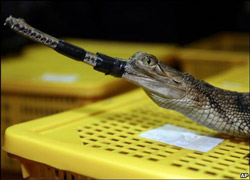 smuggled gharial