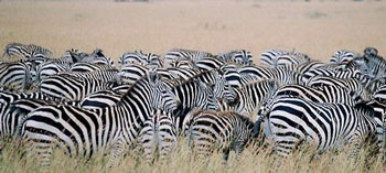 zebras