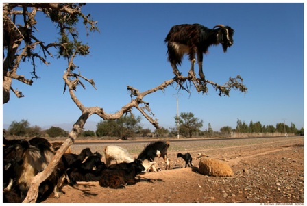 Out on a Limb