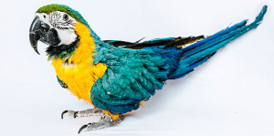 parrot