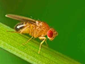 fruit-fly