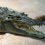 Crocodile