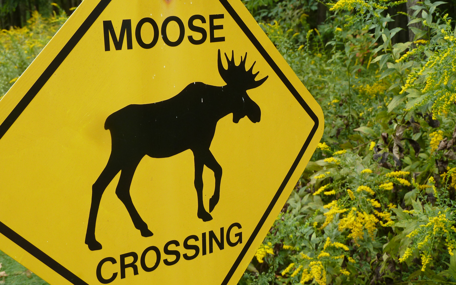 Moose Hunters надпись.