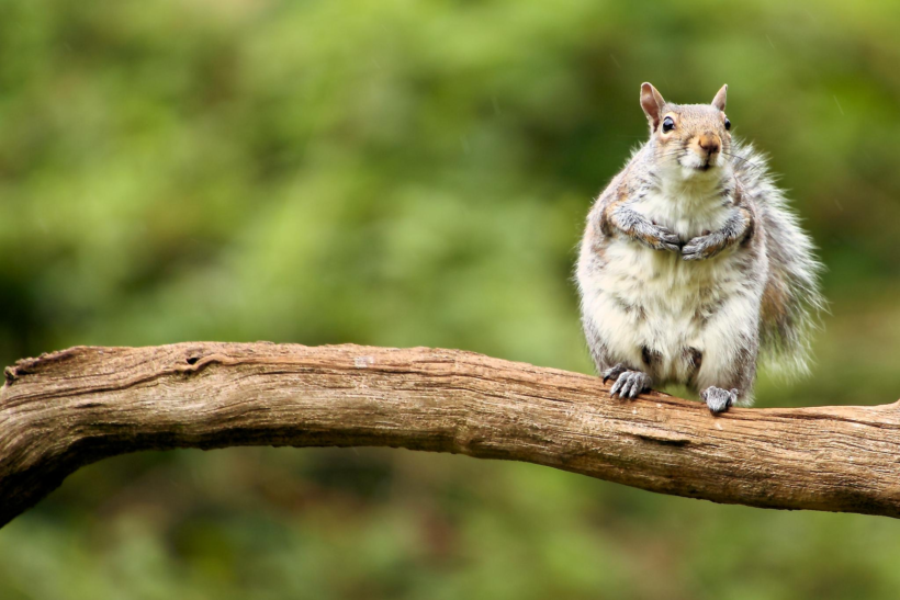 Out on a Limb