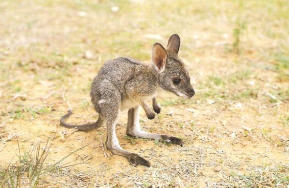 baby-kangaroo