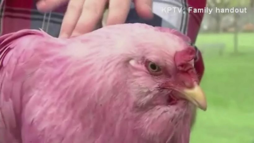 Oregon’s pink chicken mystery