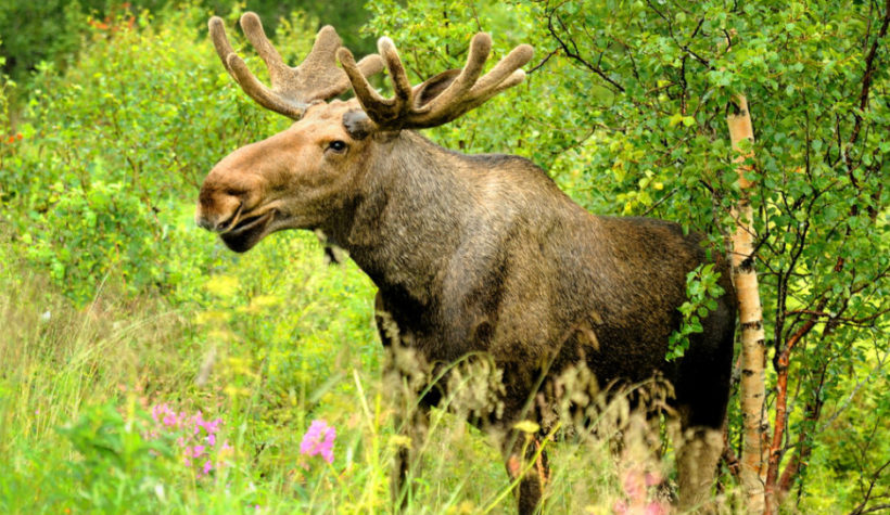 Norwegian hunter shoots two moose