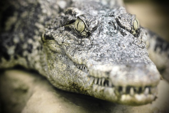 Indonesia plans to use crocodiles as death row guards