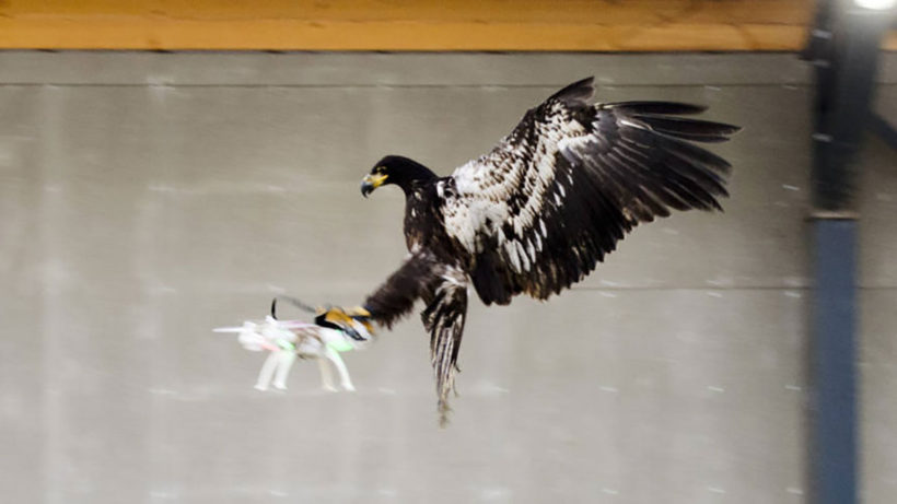 Eagles could be our best defense against drones