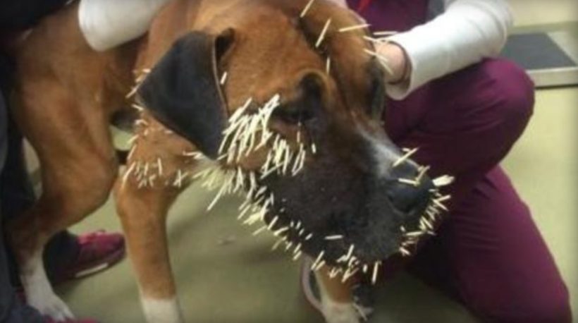 Stray dog finds himself in a prickly predicament