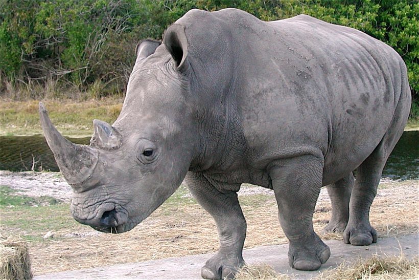 Vegetarian Zookeeper Bites Rhinoceros—Now That Would Be News