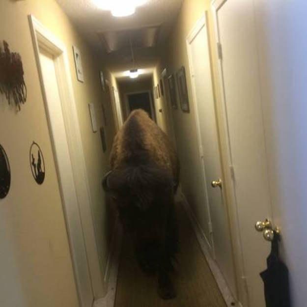 bison2