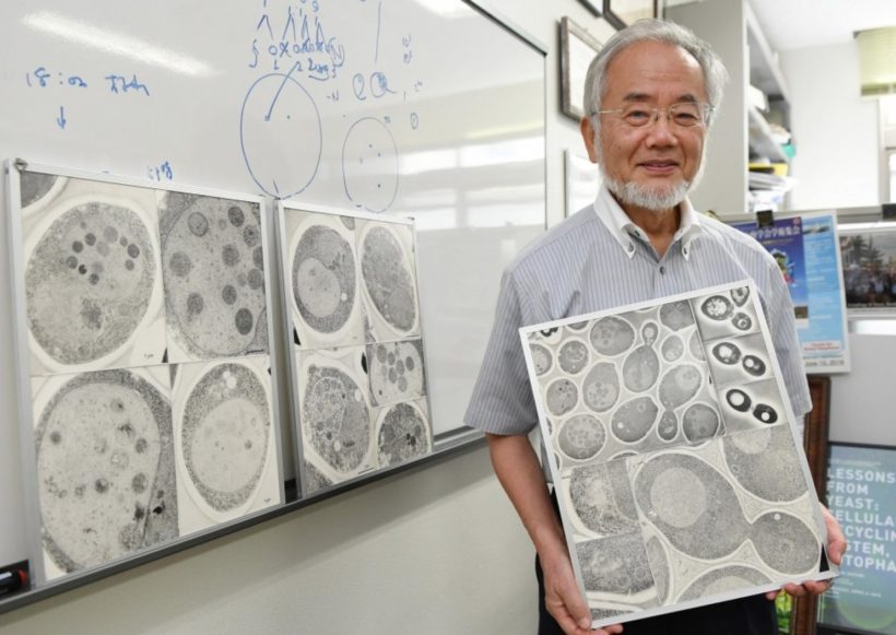 Japan’s Ohsumi wins Nobel Prize in medicine