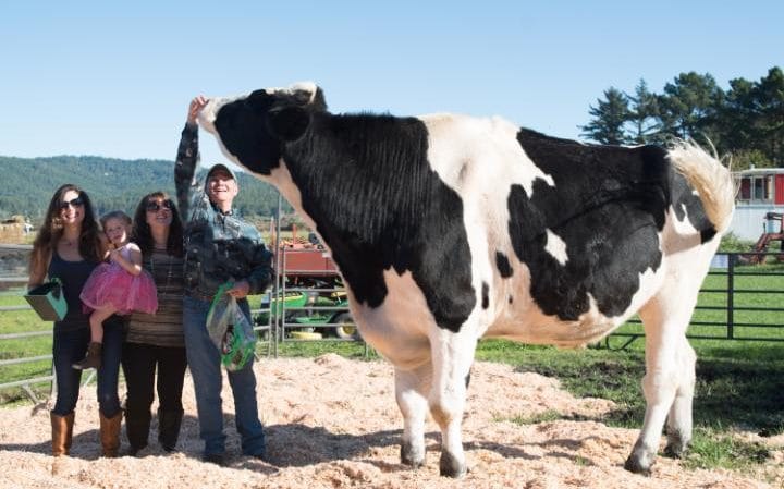 Danniel, record-breaking steer