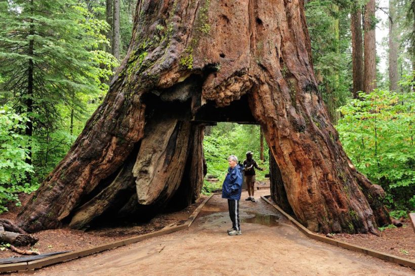 Storm fells famed drive-thru tree