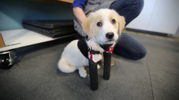 Cupid, the 2-legged puppy