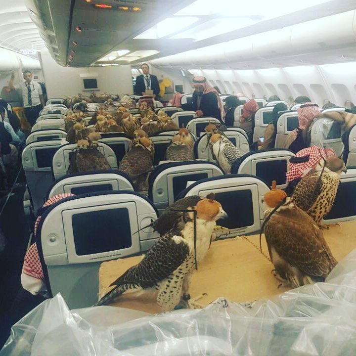 Saudi prince buys his 80 falcons a plane seat apiece