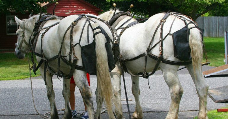 When Horses and Freedom of Religion Collide