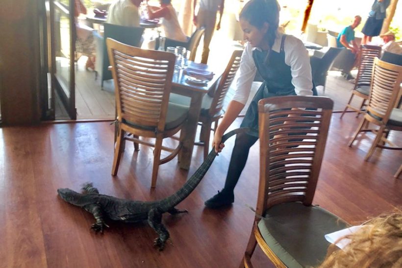 Waitress drags huge lizard out of Australian restaurant