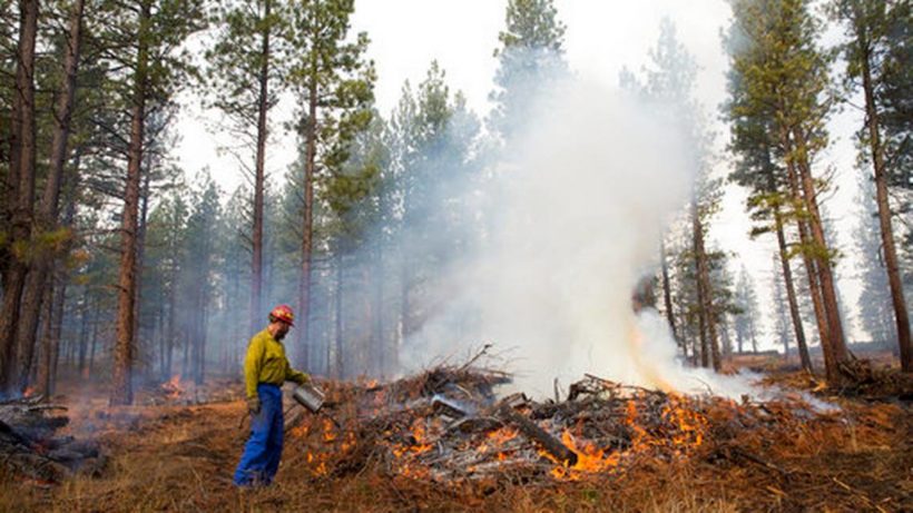 Congress proposes allowing states to thin out forests before fires consume everything