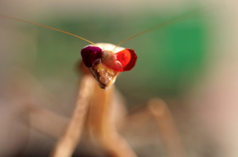 Praying Mantis Wearing 3-D Glasses