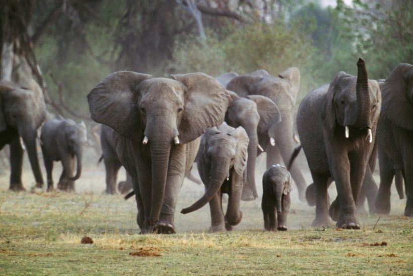 World #1 – Botswana considers ending ban on elephant hunting