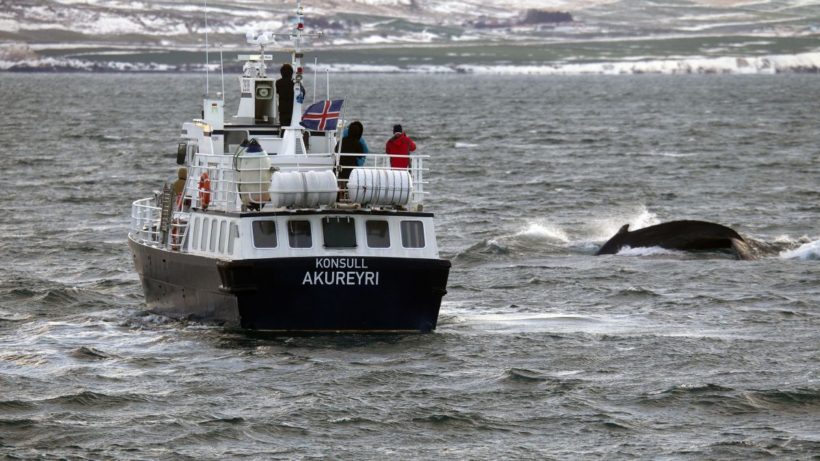 World #3 – Iceland to allow whale hunting over the next 5 years