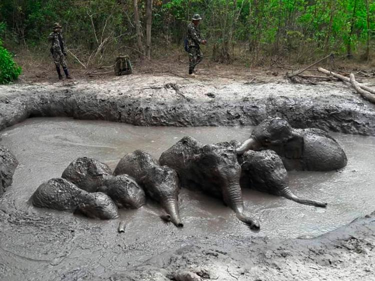 Rangers free 6 trapped baby elephants in Thailand